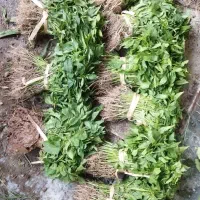 تهیه وتوزیع انواع نشا(شتل)
