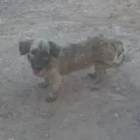 سگ پاکوتاه