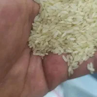 برنج هندی دونه کوتاه