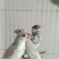 نرگسی