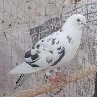 کبوتر ساعتی