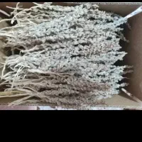 فروش بو خشک شده