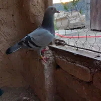 کبوتر|پرنده|شیروان (خراسان), |دیوار