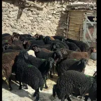 30رس بره نر ،قزل افشار ،وقره قزل