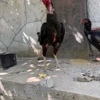 کبوتر رنگه معاوضه با لاری