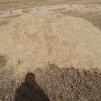 کاه گندم