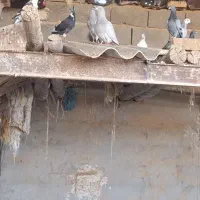 جوجه کفتر پلاکی