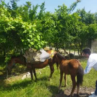 اسب مادیان با کره نریان