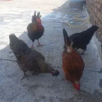 مرغ خروس فروشی