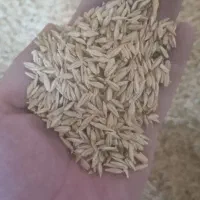 جو محلی دامی