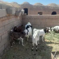 بزغاله نر