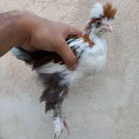 جوجه مرغ و خروس سلطان و طاووس