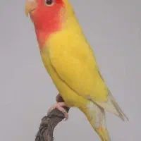 پرنده