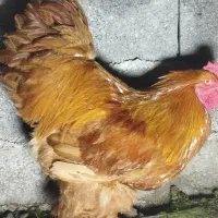 خروس برهما