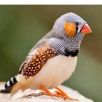 معاوضه تعدادی فنچ بازیگوش با کوتوله برزیلی