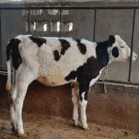 گاو..۱ راس گوساله سیمینتال ماده