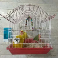 فروش یه جفت مولد طوطی برزیلی با قفس
