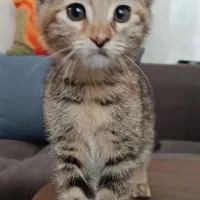 واگذاری بچه گربه