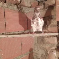 باش قرمزی نر