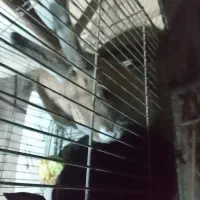 خرگوش