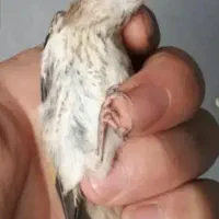 جوجه سهره کال
