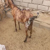 بزوبزغاله