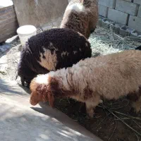 برة نر وماده