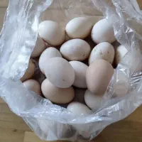 تخم مرغ گلین نطفه دار