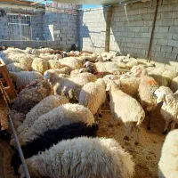بره قلم آبی *