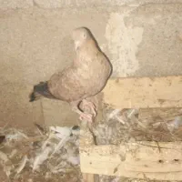 کبوترکله یی یه جفت ویک جوجه