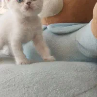 بچه گربه بریتیش رنگ خاص