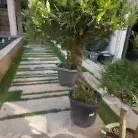 گل و گیاه