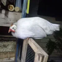 جفت مرغ شاخدار  بالغ سفید و طوسی