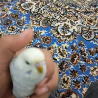 بستان|پرنده|دشت آزادگان, |دیوار