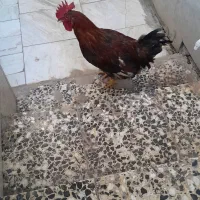 خروس یک ساله سالم سرحال به شرط سالمی