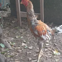 خروس لاری طوسی