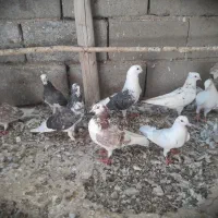 فروش ۱۰ عدد کبوتر