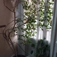 گیاه بنجامین