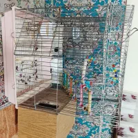 عروس هلندی سخنگو