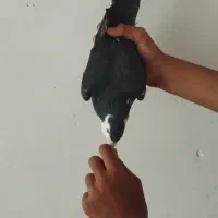 سیندق نر پریده