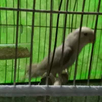 پرنده