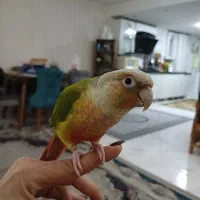یک عدد گرینچیک گمشده