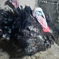 بوقلمون رسمی