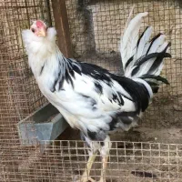 مرغ و خروس