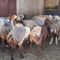میش و شیشک چینی و دورگه داشتی
