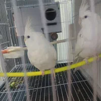 نر مست آماده جفت آلبینو