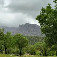 کبوتر