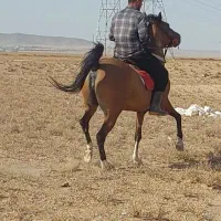 اسب|اسب و تجهیزات اسب‌سواری|معصومیه, |دیوار