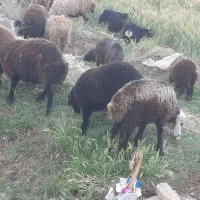 ۲۱ راس میش زاییده جوان