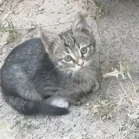بچه گربه ملوس